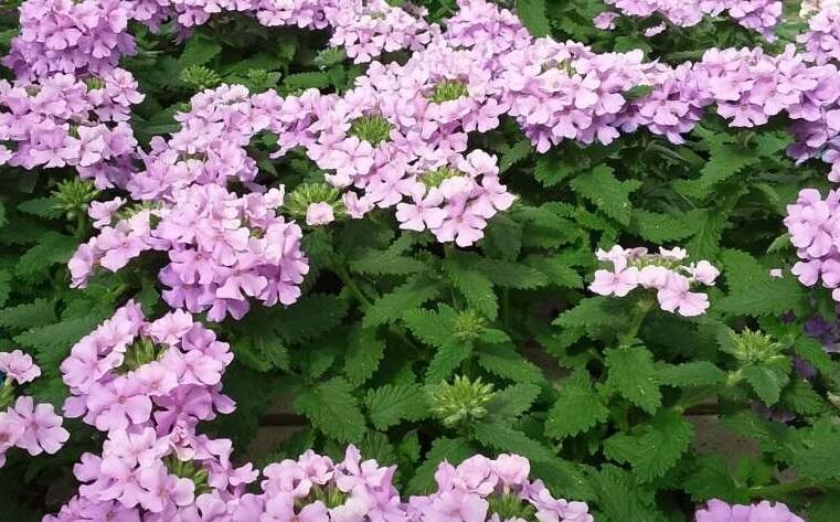 Verbena, sporýš 'Vanessa Compact Lavender' - Verbena hybrida 'Vanessa Compact Lavender'