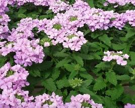 Sporýš 'Vanessa Compact Lavender'
