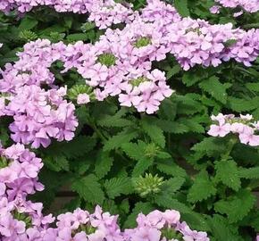 Sporýš 'Vanessa Compact Lavender'