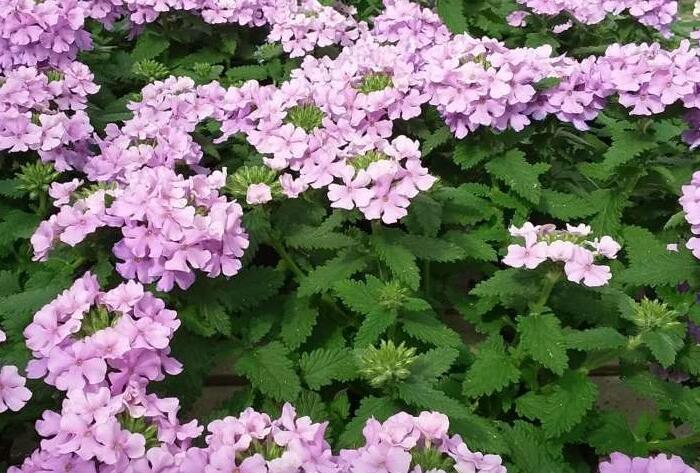 Verbena, sporýš 'Vanessa Compact Lavender' - Verbena hybrida 'Vanessa Compact Lavender'