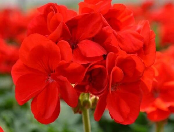 Muškát, pelargonie páskatá 'Intensive Red' - Pelargonium zonale 'Intensive Red'