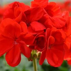 Muškát, pelargonie páskatá 'Intensive Red' - Pelargonium zonale 'Intensive Red'