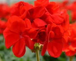Muškát, pelargonie páskatá 'Intensive Red'