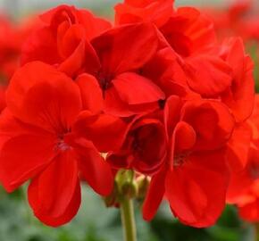 Muškát, pelargonie páskatá 'Intensive Red' - Pelargonium zonale 'Intensive Red'