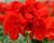Muškát, pelargonie páskatá 'Intensive Red'