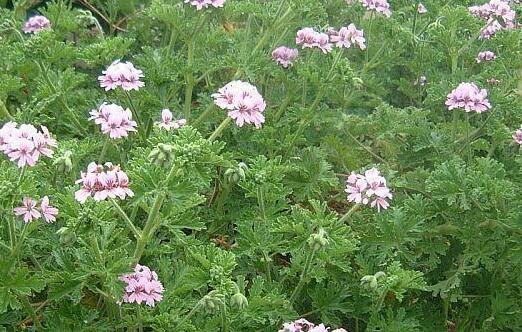 Muškát, pelargonie vonná 'Lila' - Pelargonium odoratissimum 'Lila'