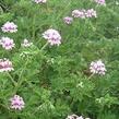 Muškát, pelargonie vonná 'Lila' - Pelargonium odoratissimum 'Lila'