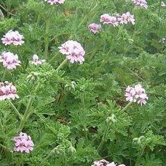 Muškát, pelargonie vonná 'Lila' - Pelargonium odoratissimum 'Lila'