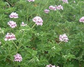 Muškát, pelargonie vonná 'Lila'