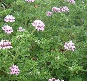 Muškát, pelargonie vonná 'Lila' - Pelargonium odoratissimum 'Lila'