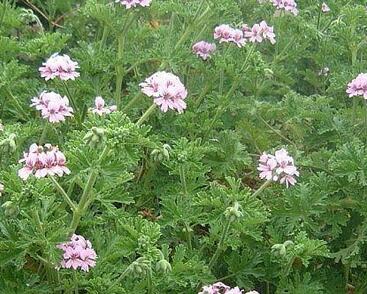 Muškát, pelargonie vonná 'Lila'