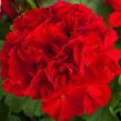 Muškát, pelargonie půdopokryvná plnokvětá 'Calliope Red' - Pelargonium hybridum 'Calliope Red'