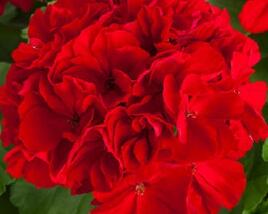 Muškát, pelargonie plnokvětá 'Calliope Red'