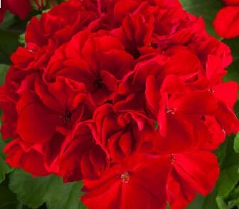 Muškát, pelargonie plnokvětá 'Calliope Red'