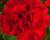 Muškát, pelargonie plnokvětá 'Calliope Red'