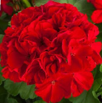 Muškát, pelargonie plnokvětá 'Calliope Red' - Pelargonium hybridum 'Calliope Red'