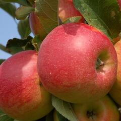 Jabloň zimní 'Šampion Reno II' - Malus domestica 'Šampion Reno II'