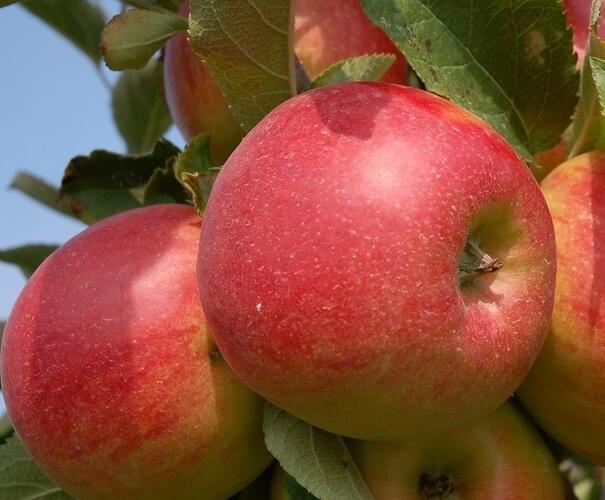 Jabloň zimní 'Šampion Reno II' - Malus domestica 'Šampion Reno II'