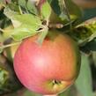 Jabloň zimní 'Zuzana' - Malus domestica 'Zuzana'