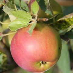 Jabloň zimní 'Zuzana' - Malus domestica 'Zuzana'