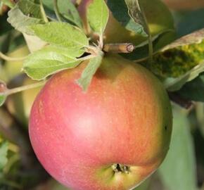 Jabloň zimní 'Zuzana' - Malus domestica 'Zuzana'