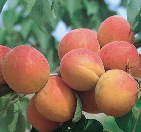 Meruňka pozdní 'Bergeron' - Prunus armeniaca 'Bergeron'