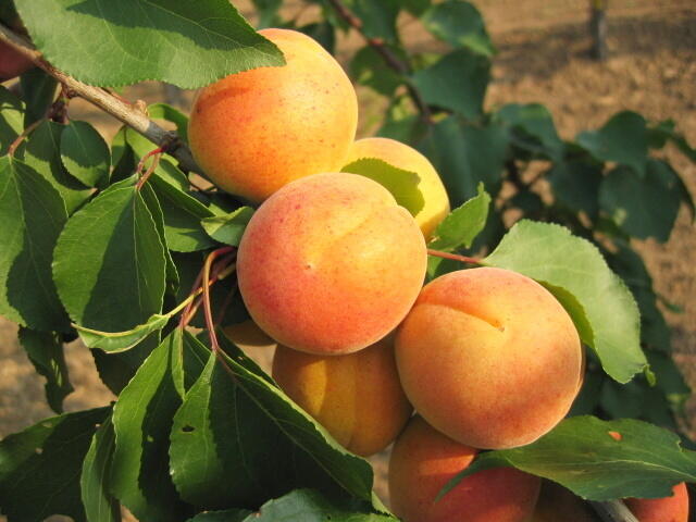 Meruňka pozdní 'Bergeron' - Prunus armeniaca 'Bergeron'