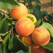 Meruňka pozdní 'Bergeron' - Prunus armeniaca 'Bergeron'