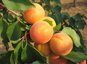 Meruňka pozdní 'Bergeron' - Prunus armeniaca 'Bergeron'