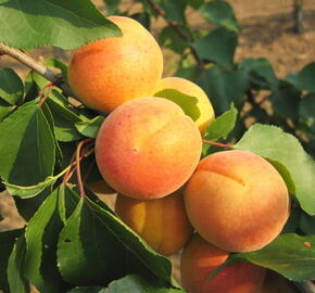 Meruňka pozdní 'Bergeron' - Prunus armeniaca 'Bergeron'