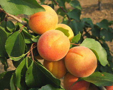 Meruňka pozdní 'Bergeron'