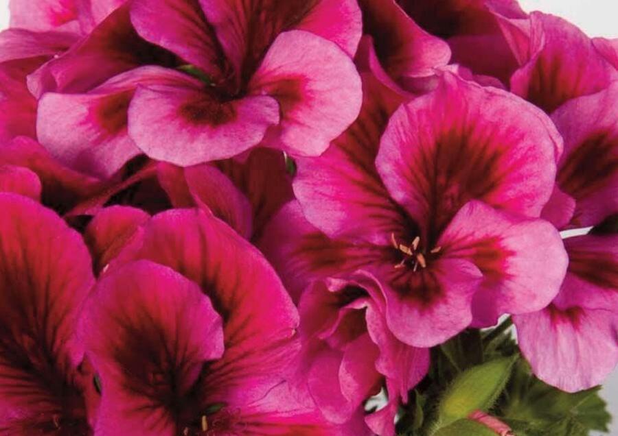 Muškát, pelargonie velkokvětá 'Elegance Adriana' - Pelargonium grandiflorum 'Elegance Adriana'
