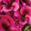 Muškát, pelargonie velkokvětá 'Elegance Adriana' - Pelargonium grandiflorum 'Elegance Adriana'