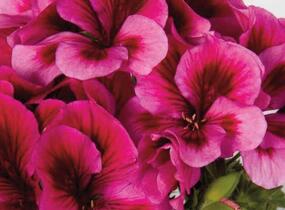 Muškát, pelargonie velkokvětá 'Elegance Adriana' - Pelargonium grandiflorum 'Elegance Adriana'