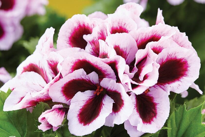 Muškát, pelargonie velkokvětá 'Elegance Patricia' - Pelargonium grandiflorum 'Elegance Patricia'