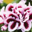 Muškát, pelargonie velkokvětá 'Elegance Patricia' - Pelargonium grandiflorum 'Elegance Patricia'