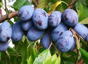 Pološvestka velmi raná 'Herman' - Prunus domestica 'Herman'
