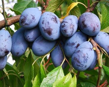 Pološvestka velmi raná 'Herman'