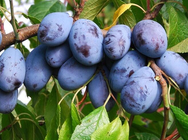 Pološvestka velmi raná 'Herman' - Prunus domestica 'Herman'