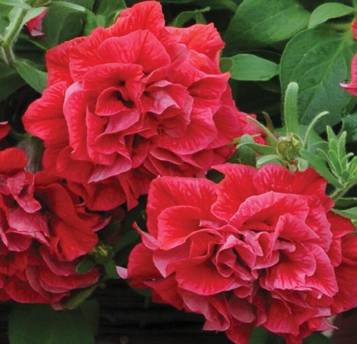 Petúnie 'Tumbelina Inga' - Petunia hybrida 'Tumbelina Inga'