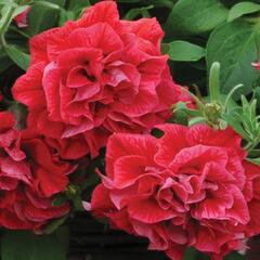 Petúnie 'Tumbelina Inga' - Petunia hybrida 'Tumbelina Inga'