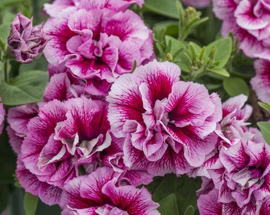 Petúnie 'Tumbelina Francesca' - Petunia hybrida 'Tumbelina Francesca'