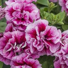 Petúnie 'Tumbelina Francesca' - Petunia hybrida 'Tumbelina Francesca'