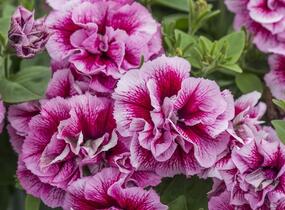 Petúnie 'Tumbelina Francesca' - Petunia hybrida 'Tumbelina Francesca'