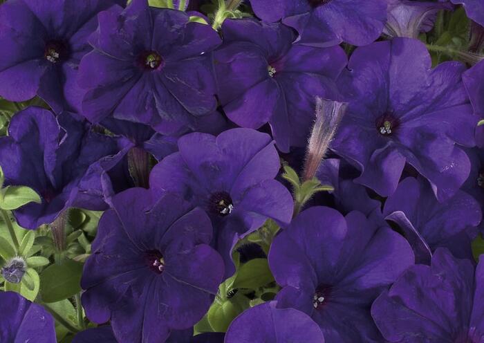 Petúnie 'Ray Blue' Improved - Petunia hybrida 'Ray Blue' Improved