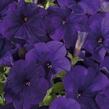 Petúnie 'Ray Blue' Improved - Petunia hybrida 'Ray Blue' Improved