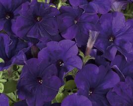 Petúnie 'Ray Blue' Improved