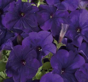 Petúnie 'Ray Blue' Improved - Petunia hybrida 'Ray Blue' Improved