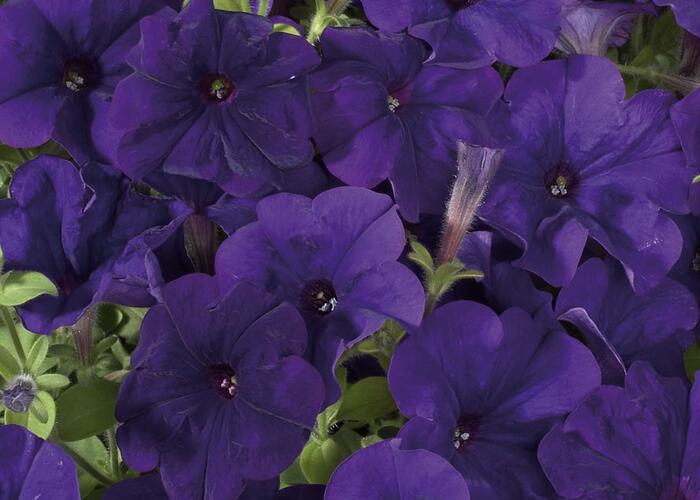 Petúnie 'Ray Blue' Improved - Petunia hybrida 'Ray Blue' Improved