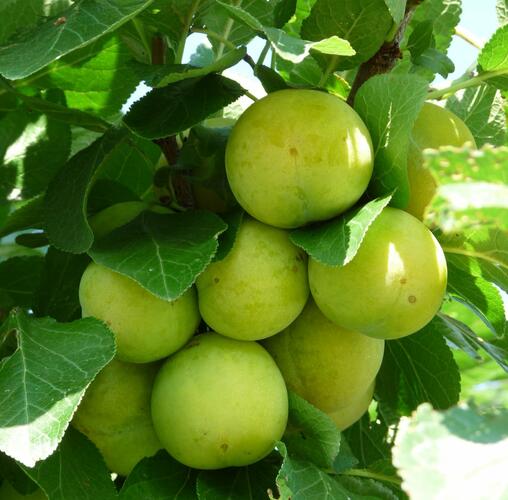 Renklóda - raná 'Ontario' - Prunus domestica 'Ontario'